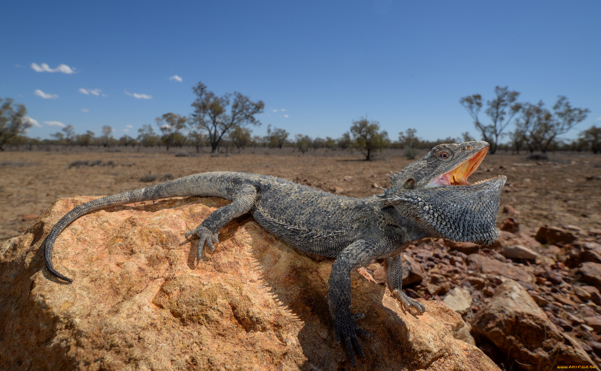 central bearded dragon, , ,  ,  , 